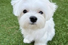 Maltese puppies available 